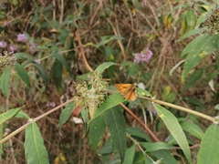 Ochlodes sylvanus