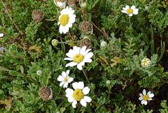 Anthemis maritima