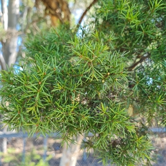 Melaleuca nodosa