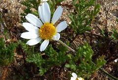 Anthemis maritima