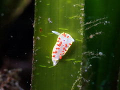 Diaphorodoris papillata