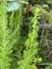 Erica lusitanica