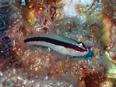 Gobius vittatus
