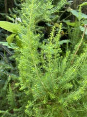 Erica lusitanica
