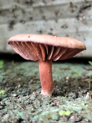 Lactarius