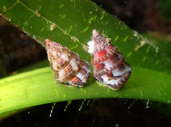 Jujubinus exasperatus