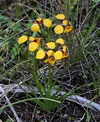 Diuris palustris