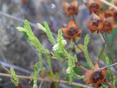 Nothobartsia asperrima