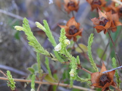 Nothobartsia asperrima