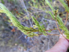 Nothobartsia asperrima