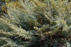 Artemisia arborescens