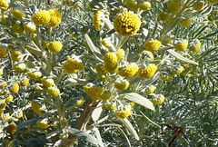 Artemisia arborescens