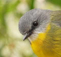 Eastern Yellow Robin photo 6