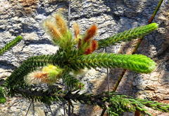 Erica sparrmanni