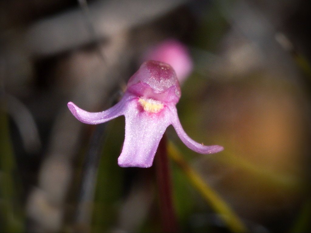 Utricularia tenella R.Br.