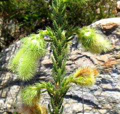 Erica sparrmanni