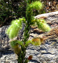 Erica sparrmanni