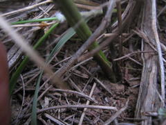 Gladiolus permeabilis permeabilis
