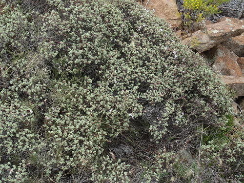 Southernwood-leaved pel (Pelargonium abrotanifolium)