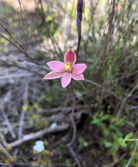 Thelymitra luteocilium