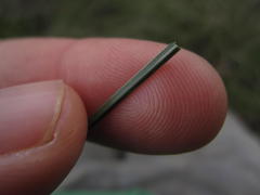 Gladiolus permeabilis permeabilis