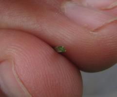 Gladiolus permeabilis permeabilis