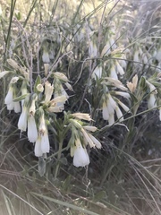 Onosma simplicissima