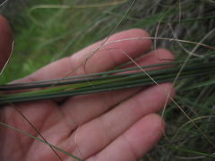 Gladiolus permeabilis permeabilis