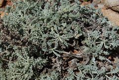 Artemisia caerulescens gallica