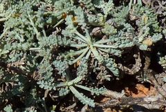 Artemisia caerulescens gallica