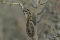 Myrmecaelurini