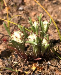 Blennospora drummondii