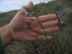 Gladiolus permeabilis permeabilis