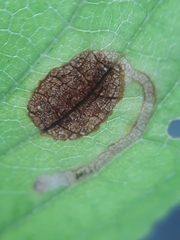 Stigmella plagicolella