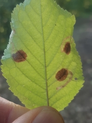Stigmella plagicolella