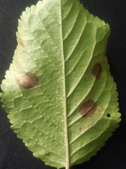 Stigmella plagicolella