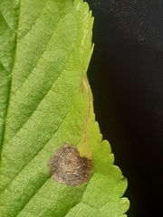 Stigmella plagicolella