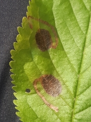 Stigmella plagicolella