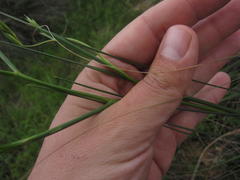 Gladiolus permeabilis permeabilis