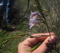 Gladiolus permeabilis permeabilis