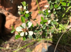 Spyridium spathulatum