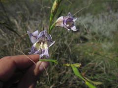 Gladiolus permeabilis permeabilis