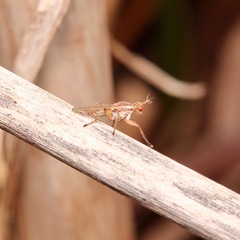 Dichetophora