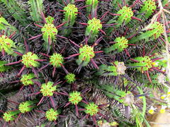 Euphorbia heptagona