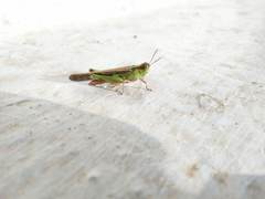 Aiolopus thalassinus