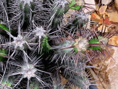 Euphorbia heptagona