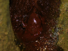 Uperodon triangularis