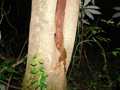 Uperodon triangularis
