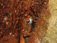 Uperodon triangularis