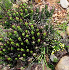 Euphorbia heptagona